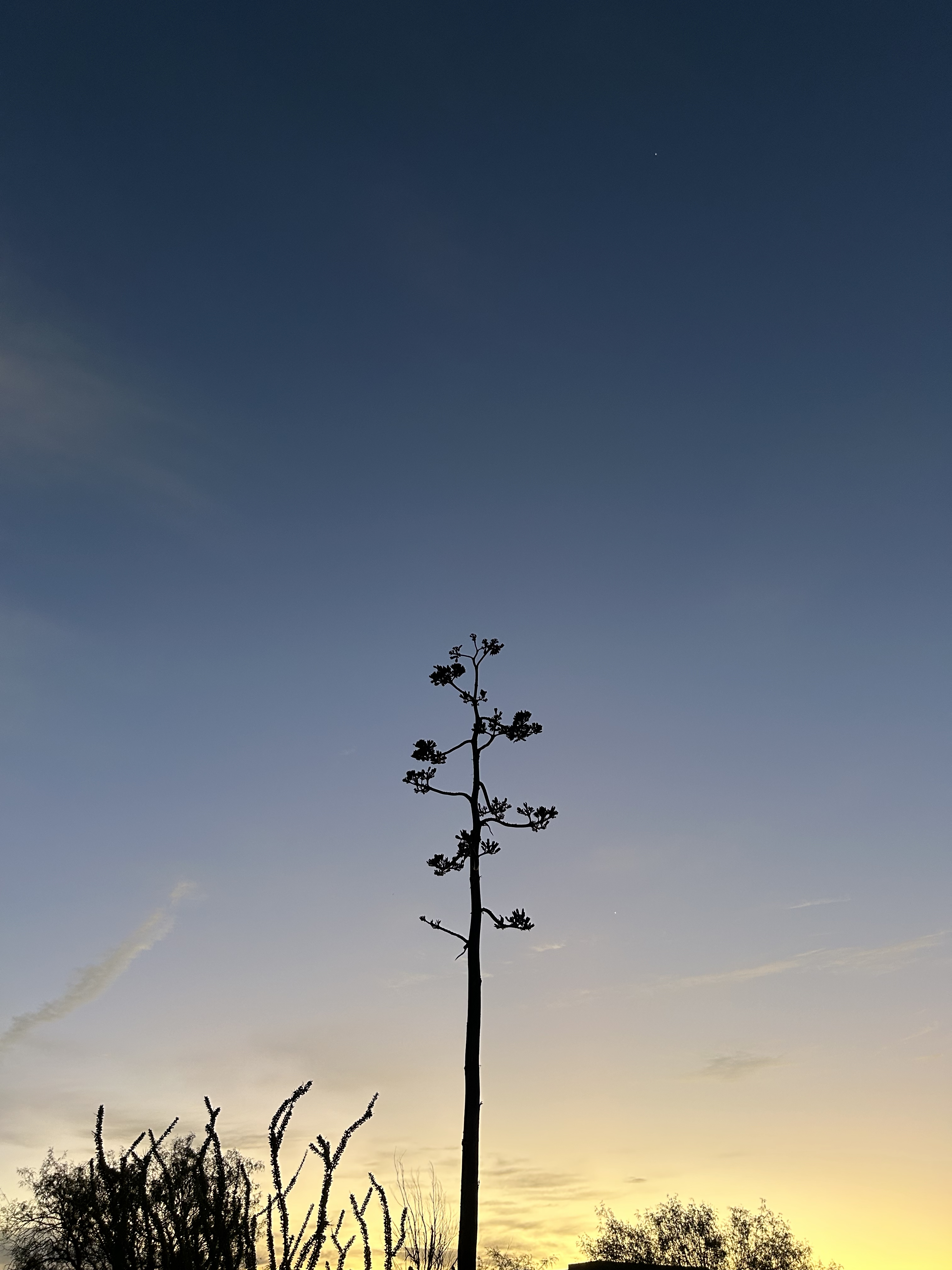 A tall tree silhouetted against the evening sky